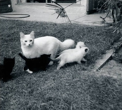 Josephine con los primeros gatitos Ragdoll